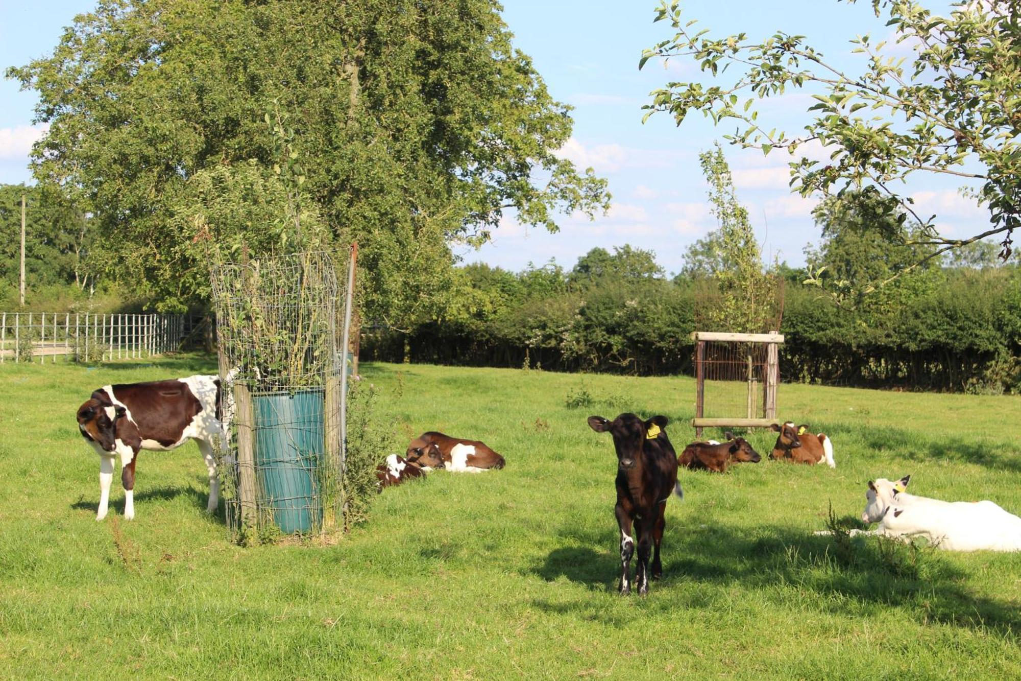 Parkfields Barns Self Catering Accommodation Buckingham Exteriör bild