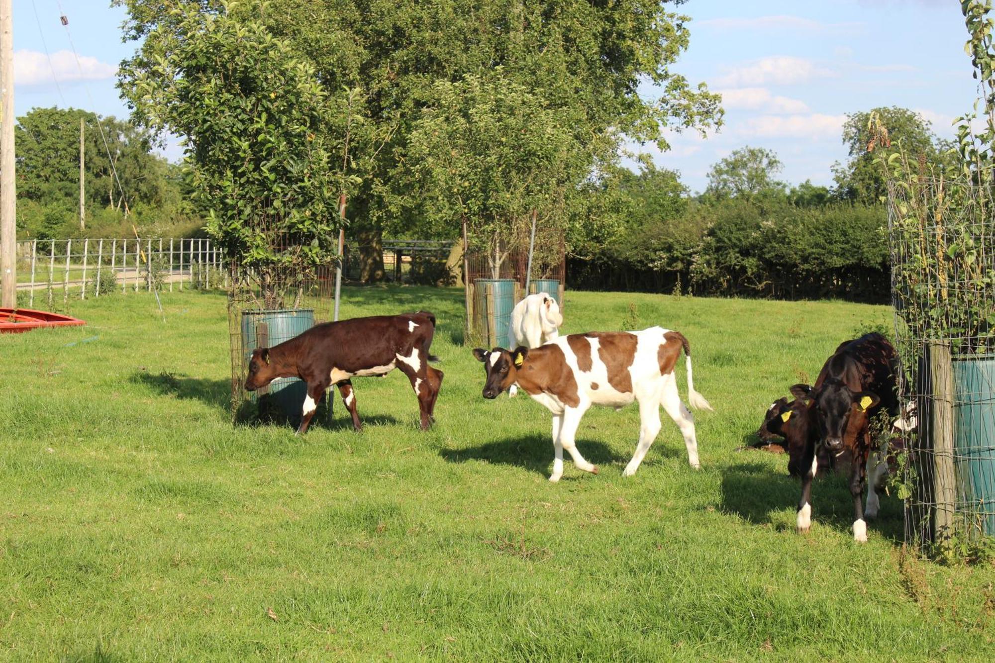 Parkfields Barns Self Catering Accommodation Buckingham Exteriör bild